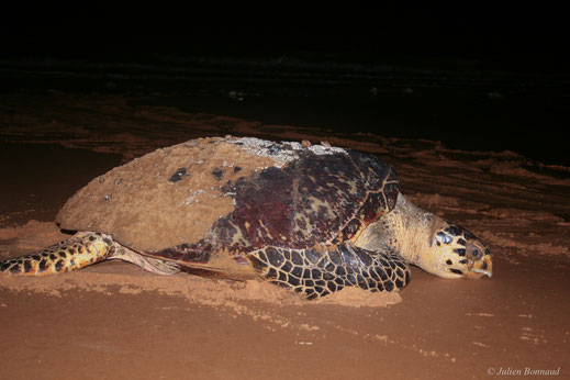 Tortue verte — Chelonia mydas (Linnaeus, 1758)