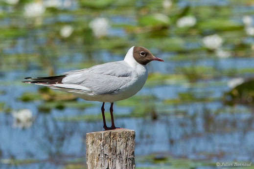 Mouette rieuse — Chroicocephalus ridibundus (Linnaeus, 1766)