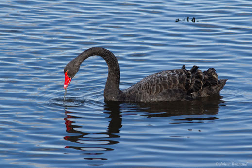Cygne noir — Cygnus atratus (Latham, 1790)