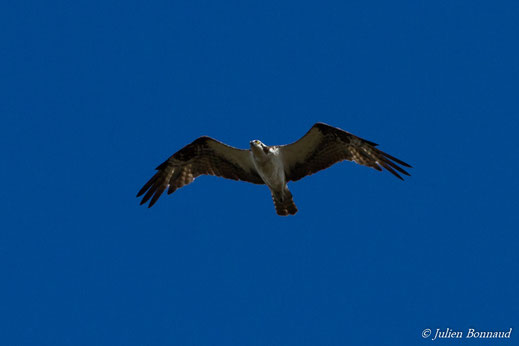 Balbuzard pêcheur — Pandion haliaetus (Linnaeus, 1758)