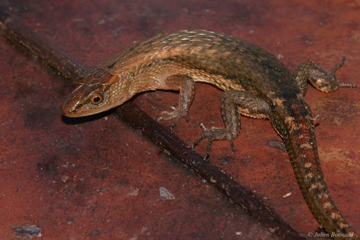Lézard hexagone — Alopoglossus angulatus (Linnaeus, 1758)