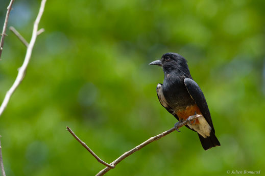 Barbacou à croupion blanc — Chelidoptera tenebrosa (Pallas, 1782)