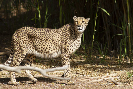 Guépard — Acinonyx jubatus (Schreber, 1775)