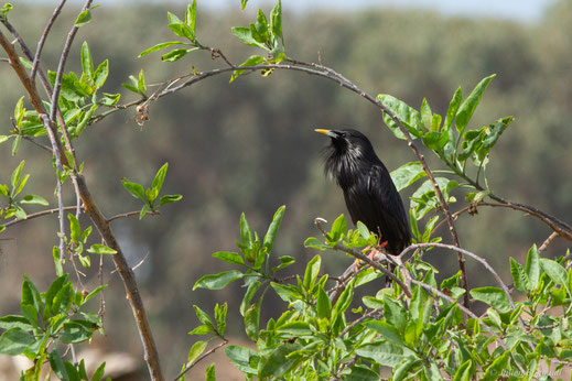 Étourneau unicolore — Sturnus unicolor Temminck, 1820