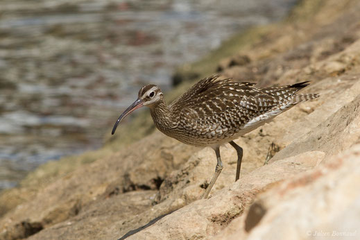 Courlis corlieu — Numenius phaeopus (Linnaeus, 1758)