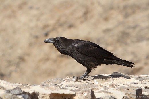 Grand Corbeau — Corvus corax Linnaeus, 1758