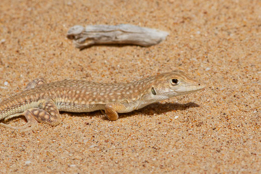 Acanthodactyle doré — Acanthodactylus aureus Günther, 1903