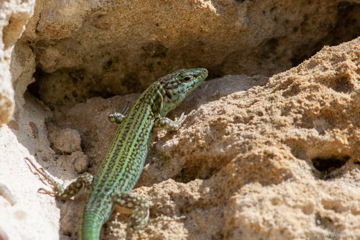 Lézard des Pityuses — Podarcis pityusensis (Boscá, 1883)