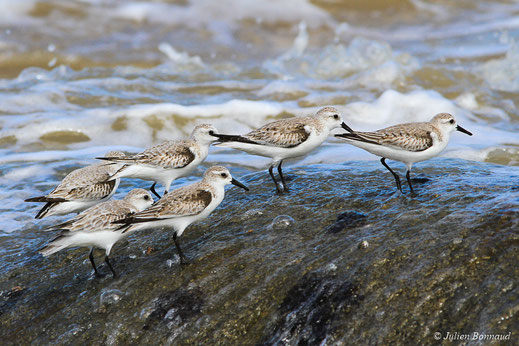 Bécasseau sanderling — Calidris alba (Pallas, 1764)