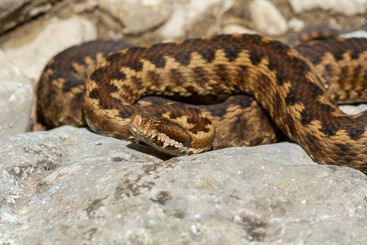 Vipère aspic — Vipera aspis (Linnaeus, 1758)