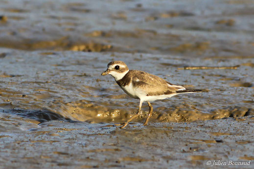 Gravelot semipalmé — Charadrius semipalmatus Bonaparte, 1825