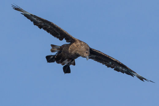 Grand labbe — Stercorarius skua (Brünnich, 1764)