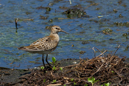 Bécasseau tacheté — Calidris melanotos (Vieillot, 1819)