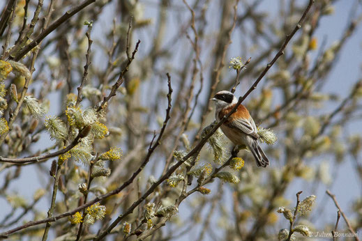 Rémiz penduline — Remiz pendulinus (Linnaeus, 1758)