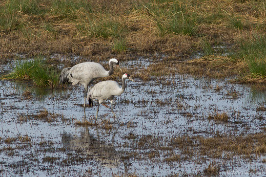 Grue cendrée — Grus grus (Linnaeus, 1758)