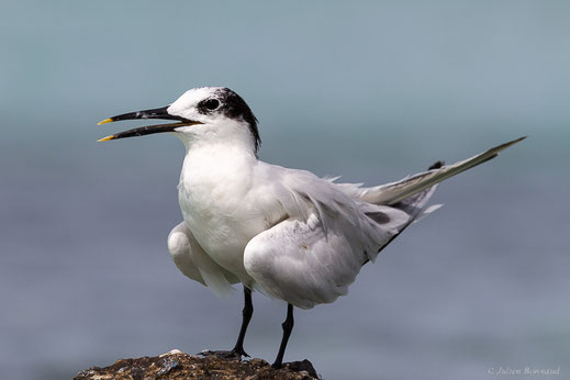 Sterne caugek — Thalasseus sandvicensis (Lantham, 1787)