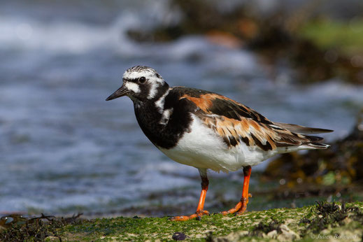 Tournepierre à collier — Arenaria interpres (Linnaeus, 1758)