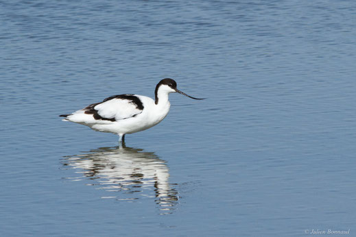 Avocette élégante — Recurvirostra avosetta Linnaeus, 1758