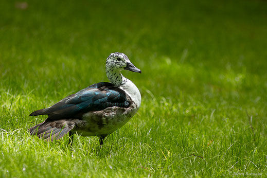 Canard à bosse ou Sarcidiorne à bosse — Sarkidiornis melanotos (Pennant, 1769)