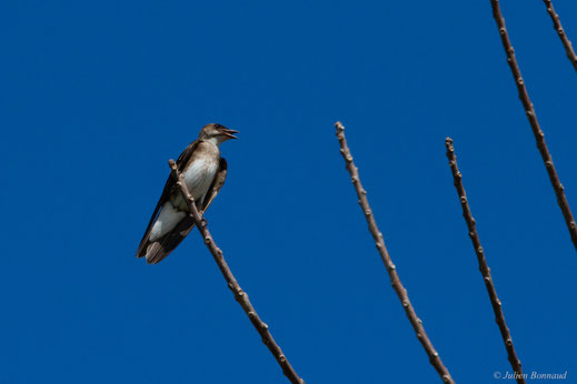 Hirondelle tapère — Progne tapera (Linnaeus, 1766)