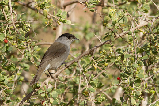 Fauvette à tête noire — Sylvia atricapilla (Linnaeus, 1758)