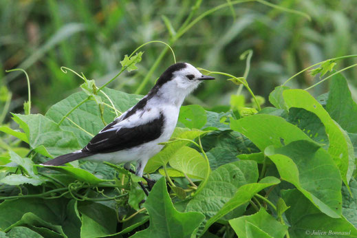 Moucherolle pie — Fluvicola pica (Boddaert, 1783)