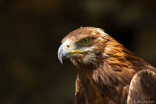 Aigle royal — Aquila chrysaetos (Linnaeus, 1758)