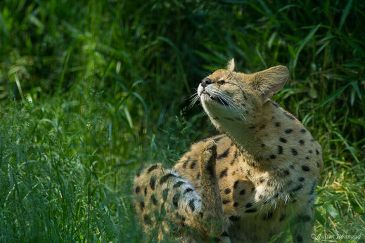 Serval — Leptailurus serval (Schreber, 1776)