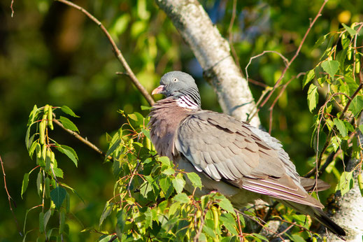 Pigeon ramier — Columba palumbus Linnaeus, 1758