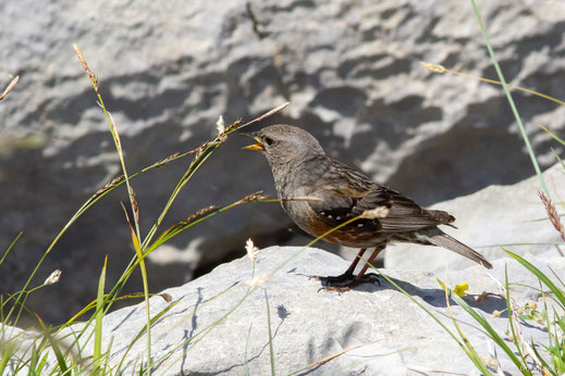 Accenteur alpin — Prunella collaris (Scopoli, 1769)