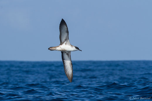 Puffin majeur — Ardenna gravis (O'Reilly, 1818)