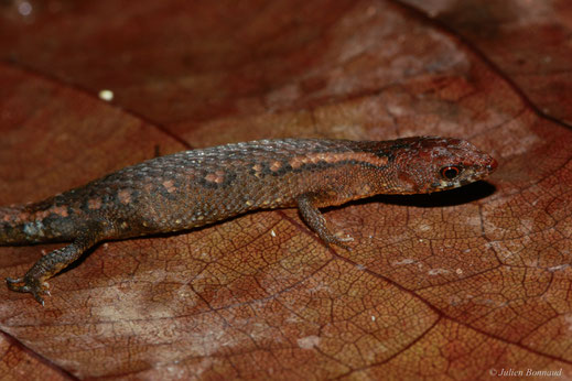 Léposome à quatre doigts — Amapasaurus tetradactylus Cunha, 1970