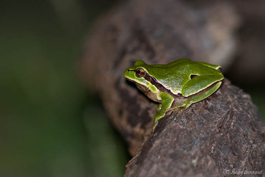 Rainette ibérique — Hyla molleri Bedriaga, 1889