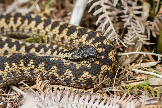 Vipère péliade — Vipera berus (Linnaeus, 1758)