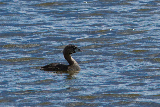 Grèbe à bec bigarré — Podilymbus podiceps (Linnaeus, 1758)