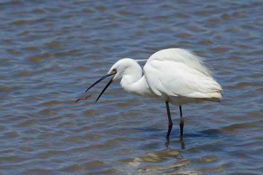 Aigrette garzette — Egretta garzetta (Linnaeus, 1766)