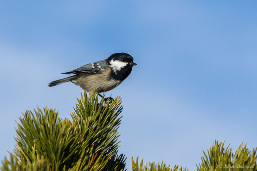 Mésange noire — Periparus ater (Linnaeus, 1758)