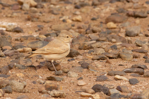 Ammomane élégante — Ammomanes cinctura (Gould, 1839)