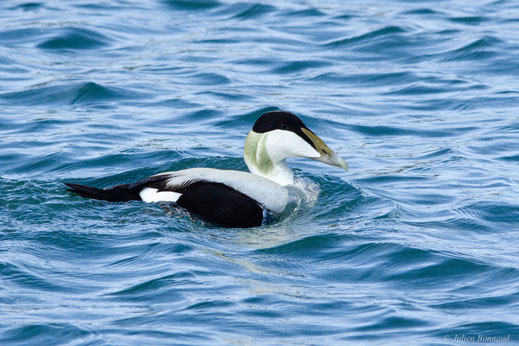 Eider à duvet — Somateria mollissima (Linnaeus, 1758)