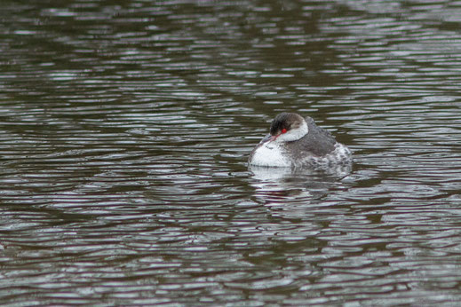 Grèbe esclavon — Podiceps auritus (Linnaeus, 1758)