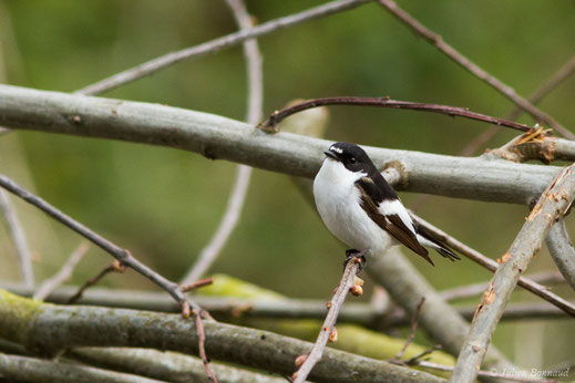 Gobemouche noir — Ficedula hypoleuca (Pallas, 1764)