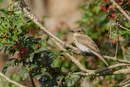 Gobemouche gris — Muscicapa striata (Pallas, 1764)