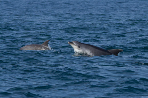 Grand dauphin —  Tursiops truncatus (Montagu, 1821)