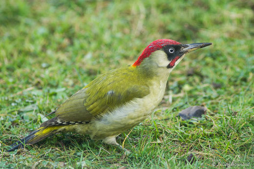Pic vert — Picus viridis Linnaeus, 1758