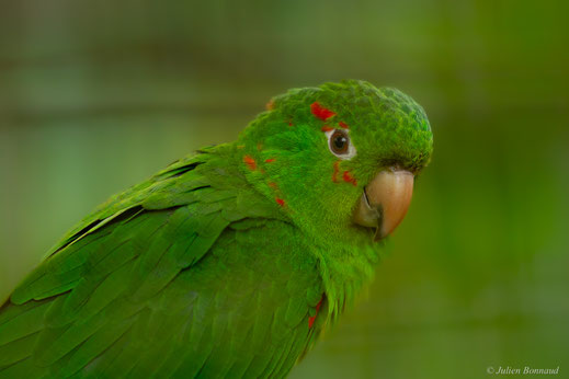 Conure pavouane — Psittacara leucophthalmus (Statius Müller, 1776)
