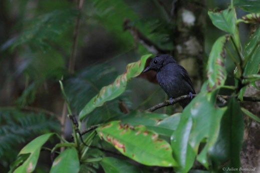 Batara ardoisé — Thamnomanes ardesiacus (Sclater & Salvin, 1868)