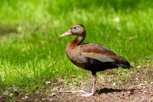 Dendrocygne à ventre noir — Dendrocygna autumnalis (Linnaeus, 1758)