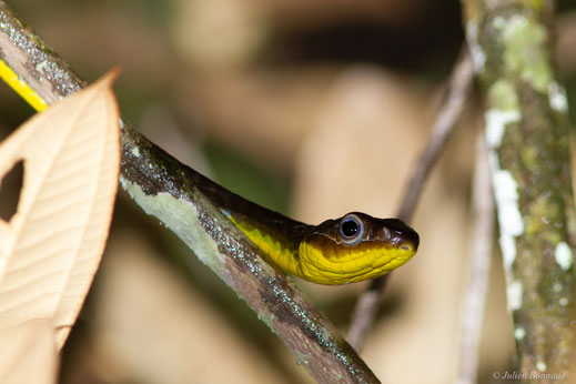 Couleuvre démesurée — Chironius multiventris Schmidt & Walker, 1943