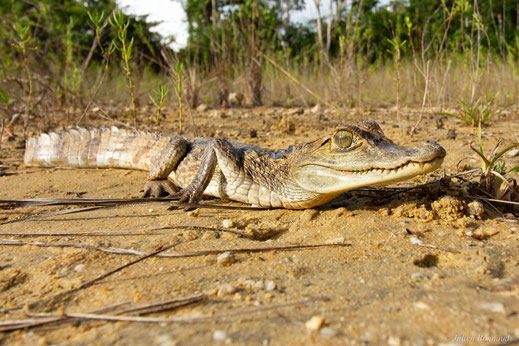 Caïman à lunettes — Caiman crocodilus (Linnaeus, 1758)