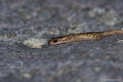 Euprocte de Corse — Euproctus montanus (Savi, 1838)